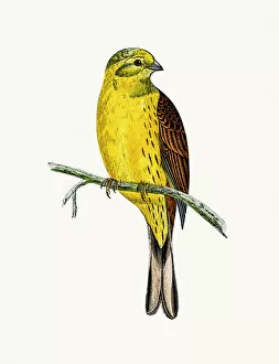 Woodcut Collection: Yellow Hammer bird
