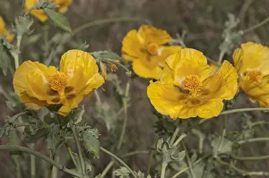 Yellow Horned Poppy or Yellow Hornpoppy -Glaucium fluvum-, Katerini, Central Macedonia, Greece Yellow Horned Poppy or Yellow Hornpoppy -Glaucium fluvum-, Katerini, Central Macedonia, Greece