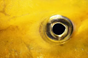Yellow jackfish (Caranx bartholomaei), close-up of eye Yellow jackfish (Caranx bartholomaei), close-up of eye