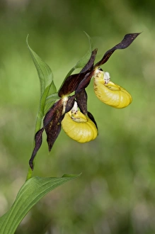Yellow Ladys Slipper or Ladys Slipper Orchid -Cypripedium calceolus-, Canton of Schwyz Yellow Ladys Slipper or Ladys Slipper Orchid -Cypripedium calceolus-, Canton of Schwyz