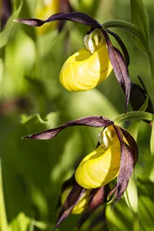 Yellow Ladys Slipper Orchid -Cypripedium calceolus-, Meissner Natural Park, Hesse, Germany Yellow Ladys Slipper Orchid -Cypripedium calceolus-, Meissner Natural Park, Hesse, Germany