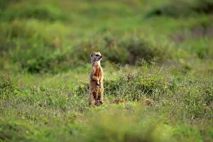 Yellow Mongoose -Cynictis penicillata-, adult standing upright, alert, Addo Elephant National Park, Eastern Cape Yellow Mongoose -Cynictis penicillata-, adult standing upright, alert, Addo Elephant National Park, Eastern Cape