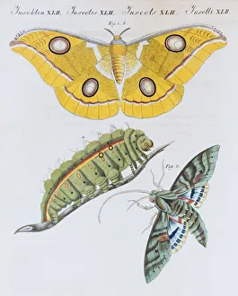 Yellow moth (Phalaena Bombyx Paphia), Gaudy Sphinx (Sphinx labruscae), butterflies Yellow moth (Phalaena Bombyx Paphia), Gaudy Sphinx (Sphinx labruscae), butterflies
