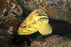 Yellow Rockfish or Three-stripe Rockfish -Sebastes trivittatus-, Sea of Japan, Far East Yellow Rockfish or Three-stripe Rockfish -Sebastes trivittatus-, Sea of Japan, Far East