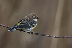 Images Dated 28th October 2013: Yellow-rumped warbler in fall migration
