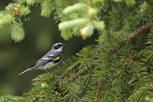 Yellow-rumped Warbler (Setophaga coronata) Yellow-rumped Warbler (Setophaga coronata)