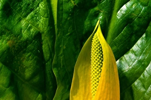 Yellow skunk cabbage (Lysichitum americanum), Tongass NF, Alaska, USA Yellow skunk cabbage (Lysichitum americanum), Tongass NF, Alaska, USA