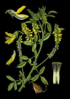 yellow sweet clover, yellow melilot, ribbed melilot yellow sweet clover, yellow melilot, ribbed melilot