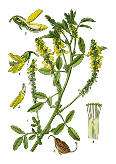 yellow sweet clover, yellow melilot, ribbed melilot yellow sweet clover, yellow melilot, ribbed melilot