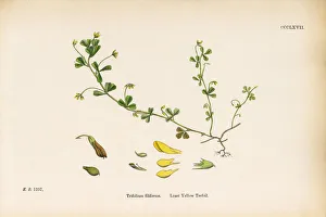Least Yellow Trefoil, Trifolium filiforme, Victorian Botanical Illustration, 1863 Least Yellow Trefoil, Trifolium filiforme, Victorian Botanical Illustration, 1863