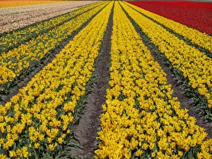 Images Dated 13th April 2014: Yellow tulip (Tulipa) field, Kop van Noord-Holland, Netherlands