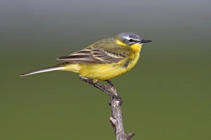 Yellow Wagtail -Motacilla flava-, male sining on perch, Apetlon, Lake Neusiedl Yellow Wagtail -Motacilla flava-, male sining on perch, Apetlon, Lake Neusiedl