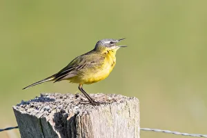 Yellow Wagtail (Motacilla flava) on fence post, Lower Saxony, Germany Yellow Wagtail (Motacilla flava) on fence post, Lower Saxony, Germany