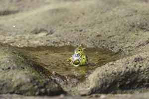 Yellow Warbler -Dendroica petechia- taking a bath, Punta Pitt, Isla de San Cristobal Yellow Warbler -Dendroica petechia- taking a bath, Punta Pitt, Isla de San Cristobal