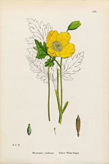 Images Dated 15th January 2017: Yellow Welsh Poppy, Papaver cambrica, Victorian Botanical Illustration, 1863