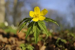 Thuringen Gallery: Yellow Wood Anemone or Buttercup Anemone -Anemone ranunculoides-, Hainich National Park, Thuringia