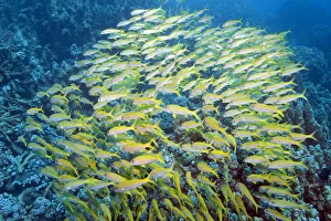 Yellowfin Goatfish (Mulloidichthys vanicolensis), Marsa Alam, Egypt, Africa Yellowfin Goatfish (Mulloidichthys vanicolensis), Marsa Alam, Egypt, Africa