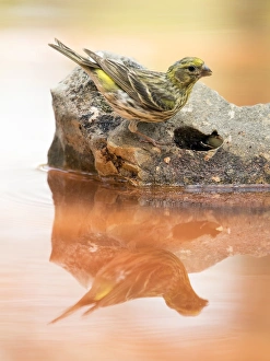 Yellowhammer bird species , (Emberiza citrinella ), perched on a rock drinking Yellowhammer bird species , (Emberiza citrinella ), perched on a rock drinking