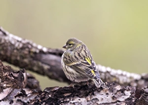 Yellowhammer (Emberiza citrinella), standing on a branch of tree with lichens Yellowhammer (Emberiza citrinella), standing on a branch of tree with lichens