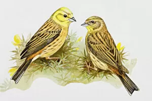 Images Dated 25th June 2007: Yellowhammer (Emberiza citrinella), male and female, perching in the grass