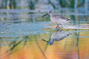 <b class=qtipBold><figcaption>Yellowlegs</figcaption></b><br>A Yellowleg of Coyote Hills Regional Park, Fremont, CA<br><em>© 2015 Phoo Chan</em> Yellowlegs