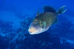 Yellowmargin Triggerfish -Pseudobalistes flavimarginatus-, Palau Yellowmargin Triggerfish -Pseudobalistes flavimarginatus-, Palau