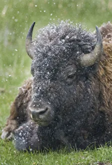 Yellowstone, bison, portrait, snow, spring Yellowstone, bison, portrait, snow, spring