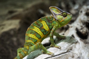 Yemen Chameleon or Veiled Chameleon -Chamaeleo calyptratus-, Wilhelma Zoo and Botanical Garden, Stuttgart, Baden-Wurttemberg, Germany Yemen Chameleon or Veiled Chameleon -Chamaeleo calyptratus-, Wilhelma Zoo and Botanical Garden, Stuttgart, Baden-Wurttemberg, Germany