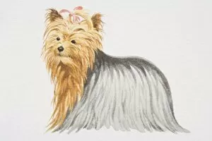 Yorkshire Terrier (canis familiaris) with pink bow in its hair, side view