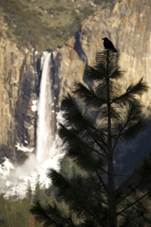 <b class=qtipBold><figcaption>Yosemite Raven</figcaption></b><br>A common raven sits on top of a tree with Bridalveil Falls in the distance in Yosemite National Park, California.<br><em>© 2017 Chase Dekker Wild-Life Images</em> Yosemite Raven