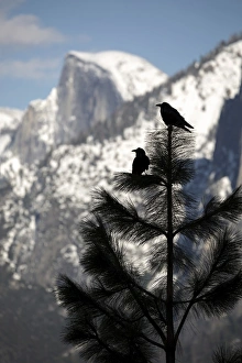 <b class=qtipBold><figcaption>Yosemite Ravens</figcaption></b><br>A pair of common ravens sit on a tree with Half Dome in the distance in Yosemite National Park, California.<br><em>© 2017 Chase Dekker Wild-Life Images</em> Yosemite Ravens