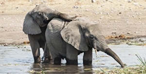 Two young African Bush Elephants -Loxodonta africana- playing in the water, Koinachas Waterhole Two young African Bush Elephants -Loxodonta africana- playing in the water, Koinachas Waterhole