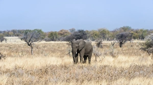 Young African Elephant -Loxodonta africana- moves through dry bushland, Etosha National Park Young African Elephant -Loxodonta africana- moves through dry bushland, Etosha National Park
