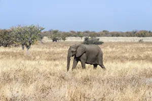 Young African Elephant -Loxodonta africana- moves through dry bushland, Etosha National Park, Namibia Young African Elephant -Loxodonta africana- moves through dry bushland, Etosha National Park, Namibia