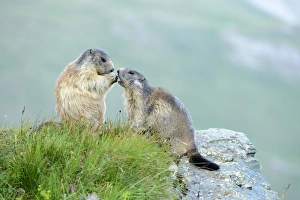 Young Alpine Marmot -Marmota marmota- begging for food, Grossglockner Young Alpine Marmot -Marmota marmota- begging for food, Grossglockner