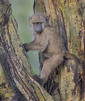 <b class=qtipBold><figcaption>young baboon at sunset</figcaption></b><br>young baboon sitting in an acacia tree at sunset<br><em>© Russell Burden</em> young baboon at sunset