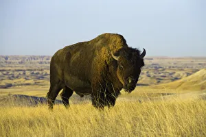 Young bison bull standing in grass, autumn Young bison bull standing in grass, autumn