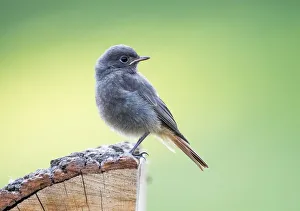 Young black redstart (Phoenicurus ochruros), Hesse, Germany Young black redstart (Phoenicurus ochruros), Hesse, Germany