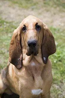 Young bloodhound, St. Hubert hound or Sleuth Hound, female, portrait Young bloodhound, St. Hubert hound or Sleuth Hound, female, portrait