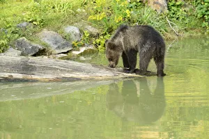 Young Brown Bear -Ursus arctos- with its reflection in the water, captive Young Brown Bear -Ursus arctos- with its reflection in the water, captive
