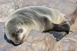 Young Brown Fur Seal or Cape Fur Seal -Arctocephalus pusillus- sleeping on a rock Young Brown Fur Seal or Cape Fur Seal -Arctocephalus pusillus- sleeping on a rock