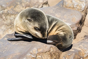 Young Brown Fur Seal or Cape Fur Seal -Arctocephalus pusillus- sleeping on a rock Young Brown Fur Seal or Cape Fur Seal -Arctocephalus pusillus- sleeping on a rock