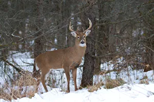 <b class=qtipBold><figcaption>Young Buck</figcaption></b><br><em>© JIm Cumming</em> Young Buck