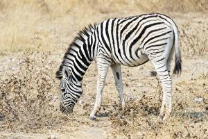 Young Burchells Zebra -Equus burchellii-, Etosha National Park, Namibia Young Burchells Zebra -Equus burchellii-, Etosha National Park, Namibia