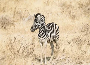 Young Burchells Zebra -Equus quagga burchellii- standing in the dry bush, Etosha National Park, Namibia Young Burchells Zebra -Equus quagga burchellii- standing in the dry bush, Etosha National Park, Namibia