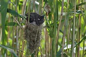 A young Common Cuckoo -Cuculus canorus- is fed by its host, a Eurasian Reed Warbler A young Common Cuckoo -Cuculus canorus- is fed by its host, a Eurasian Reed Warbler