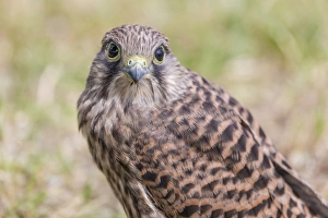 Young Common Kestrel -Falco tinnunculus- perched on the ground, Seewinkel, Burgenland Young Common Kestrel -Falco tinnunculus- perched on the ground, Seewinkel, Burgenland