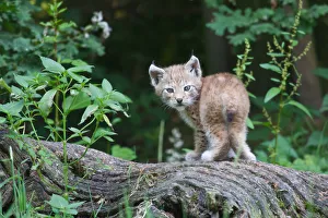 Young Eurasian Lynx -Lynx lynx- standing on a tree trunk, captive, Tierpark Sababurg Young Eurasian Lynx -Lynx lynx- standing on a tree trunk, captive, Tierpark Sababurg