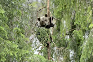Young European Brown Bear -Ursus arctos arctos-, climbing a pine tree, Jura, Switzerland, Europe Young European Brown Bear -Ursus arctos arctos-, climbing a pine tree, Jura, Switzerland, Europe