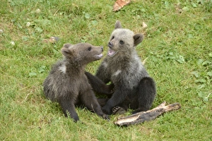 Young European Brown Bears -Ursus arctos arctos- playing, Jura, Switzerland, Europe Young European Brown Bears -Ursus arctos arctos- playing, Jura, Switzerland, Europe